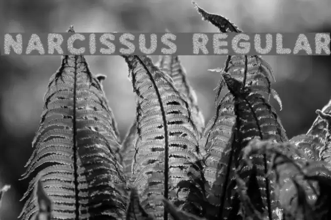 Narcissus Regular Font examples