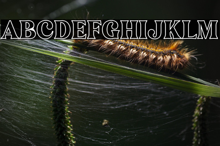 Narifah Outline Example 2