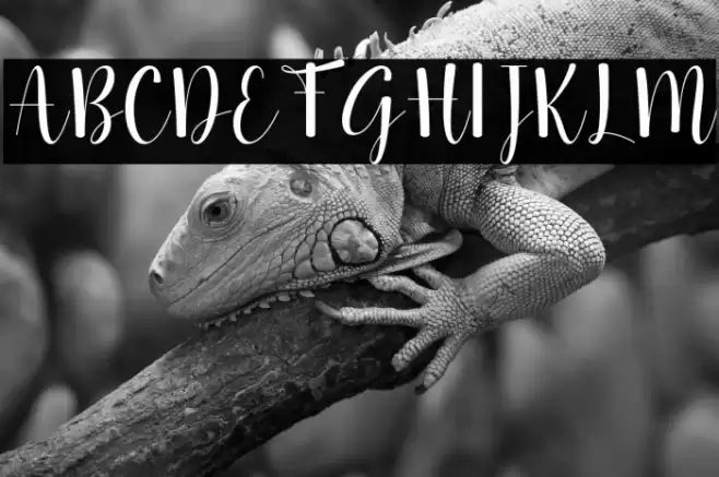 Natalia Font examples