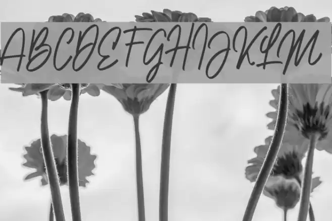 NataliaRosalineDemo Font examples