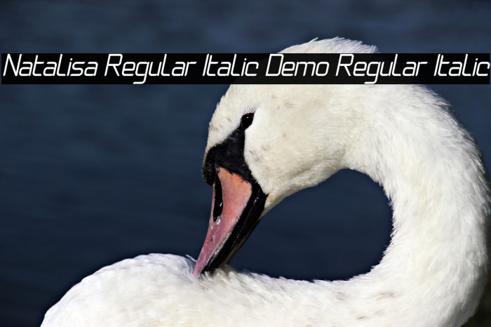 Natalisa Regular Italic Demo Regular Italic Font examples
