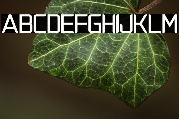 NatalisaBold Example 3