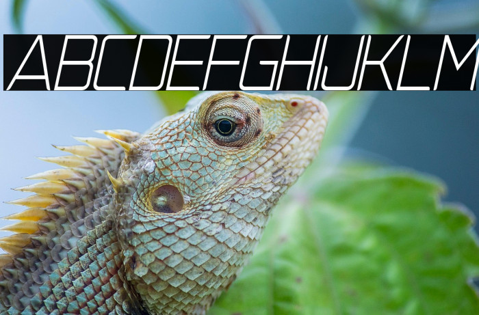 NatalisaThinItalic Example 1