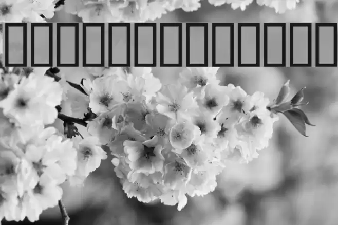 Natasha Schriftart examples