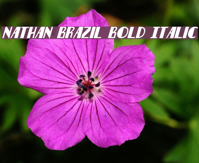 Nathan Brazil Bold Italic Font examples