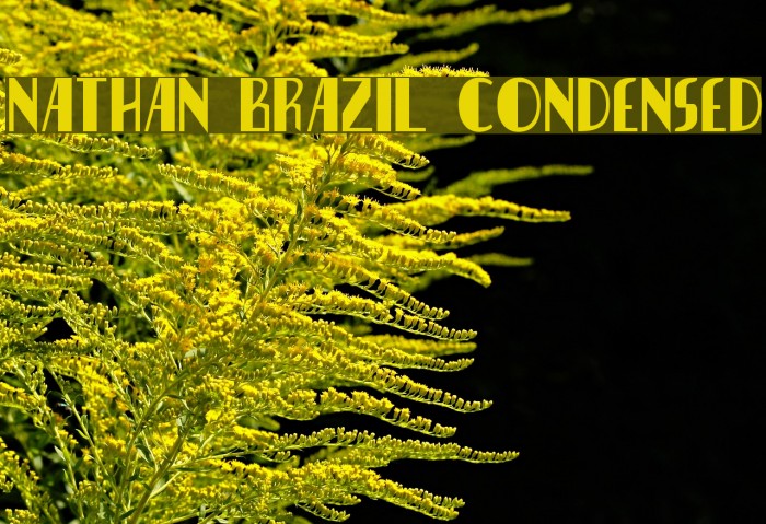 Nathan Brazil Condensed Example 1