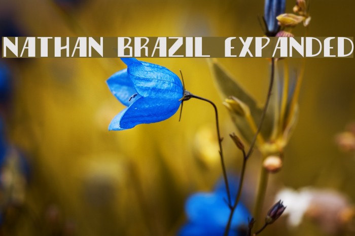 Nathan Brazil Expanded Example 3