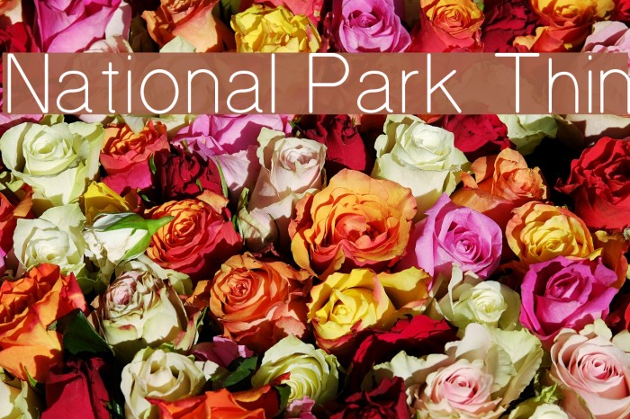 National Park Thin Font examples