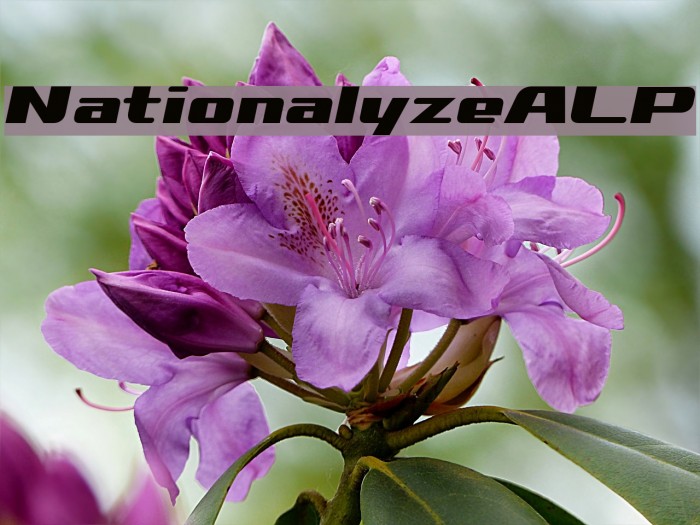 NationalyzeALP Example 3