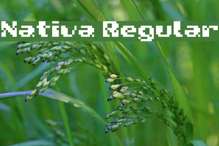 Nativa Regular Font examples