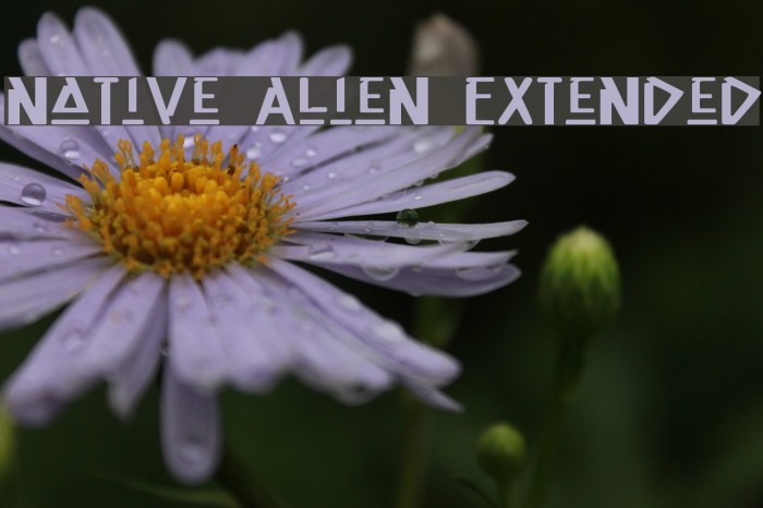 Native Alien Extended Polices examples