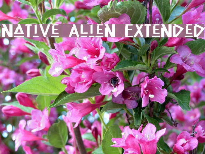 Native Alien Extended Polices examples