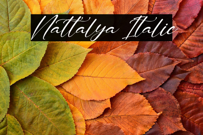 Nattalya Italic Example 3