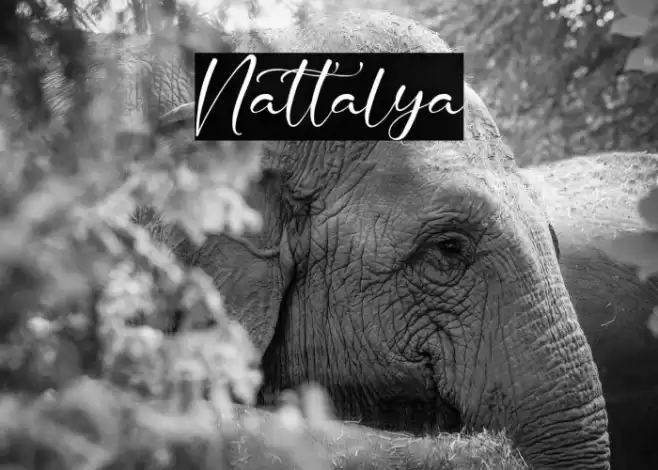 Nattalya Font examples