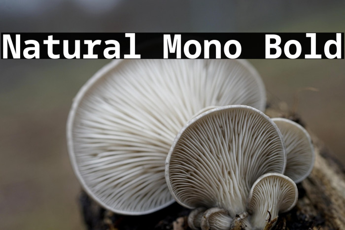 Natural Mono Bold Example 1