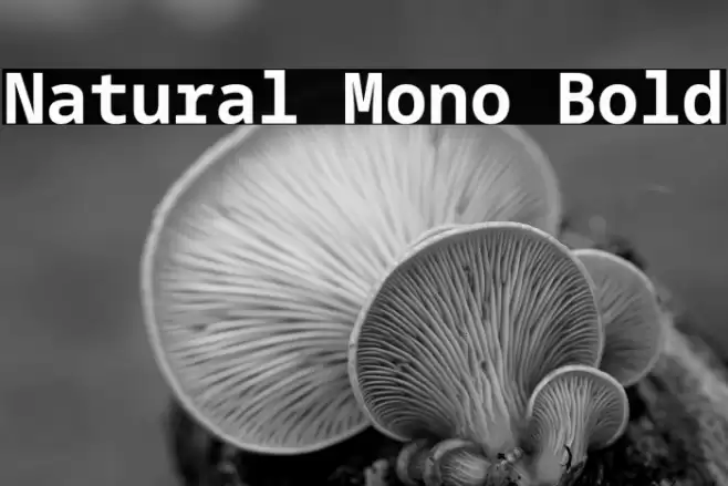 Natural Mono Bold Font examples