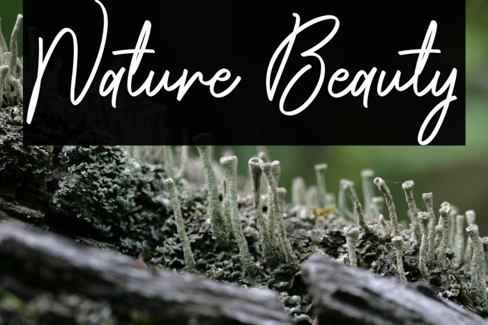 Nature Beauty Example 3