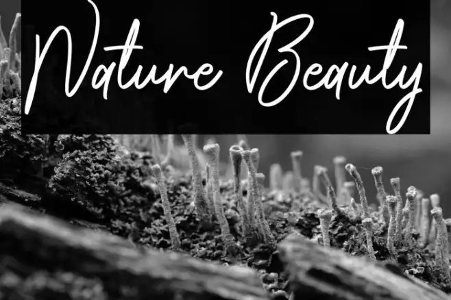 Nature Beauty Example 3