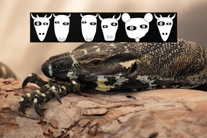 Nature Regular Example 3