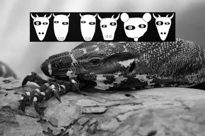 Nature Regular Caratteri examples