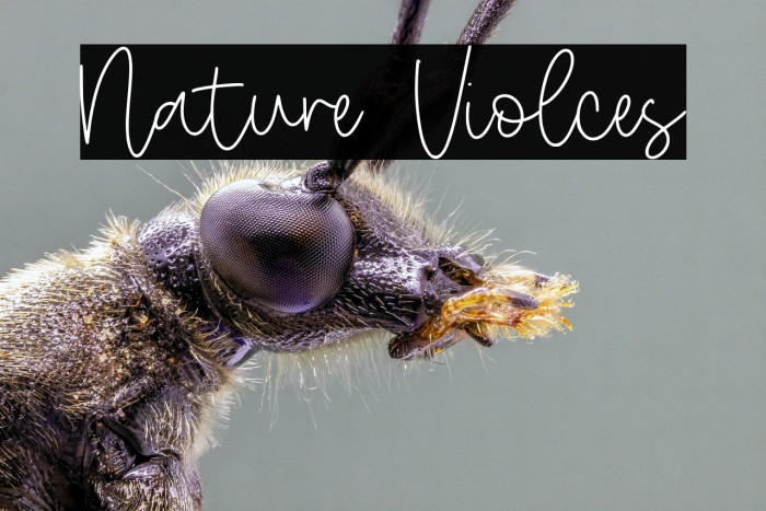 Nature Violces Example 1