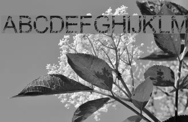 Nature Font examples