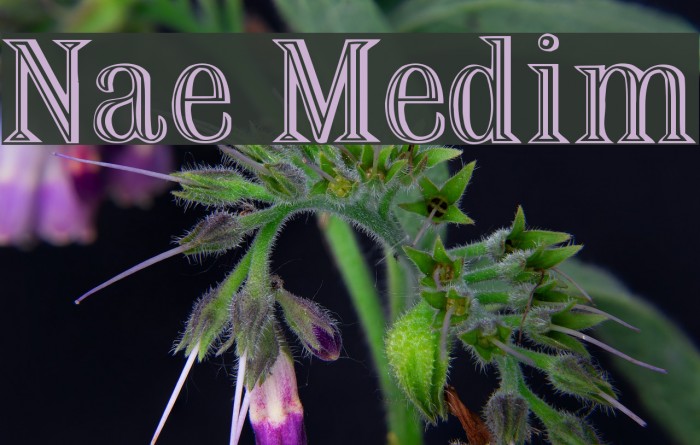 Nauert Medium Font examples