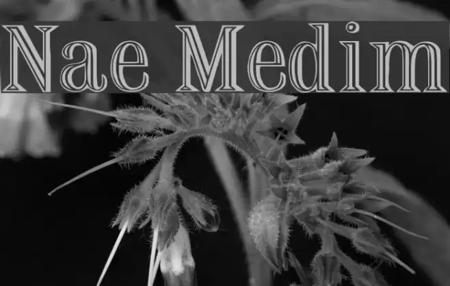 Nauert Medium Font examples