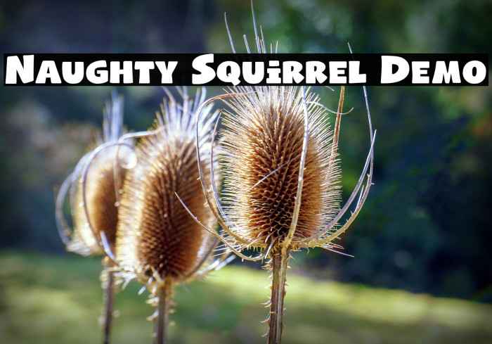 Naughty Squirrel Demo Example 1