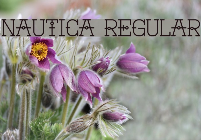 Nautica Regular Example 3