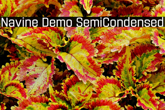 Navine Demo SemiCondensed Example 2