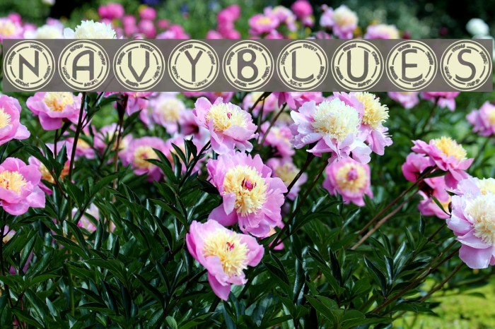 NavyBlues फ़ॉन्ट examples