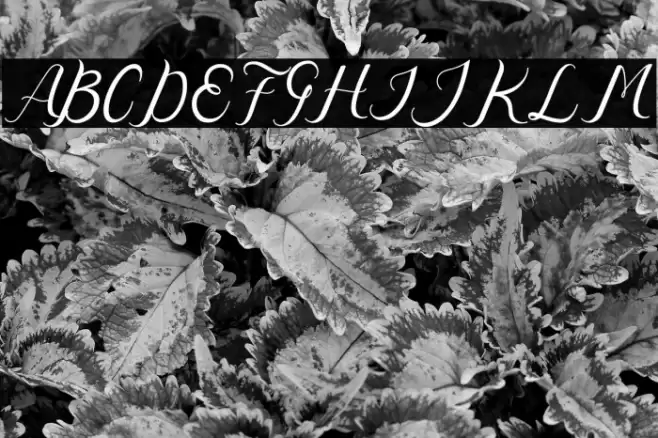 Nazeefa Script Font examples