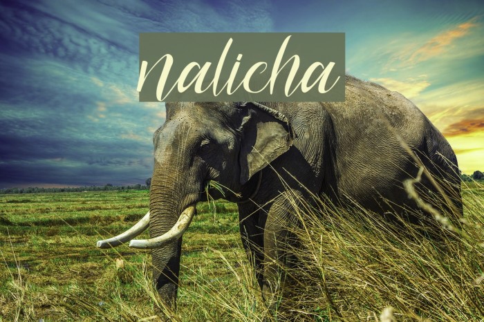 nalicha Example 2