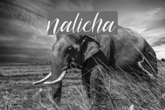 nalicha Font examples