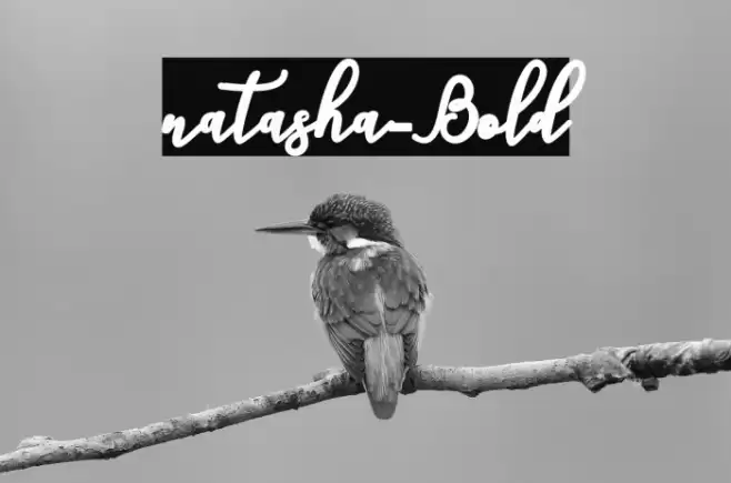 natasha-Bold Font examples