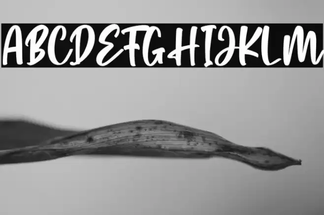 nathan Font examples