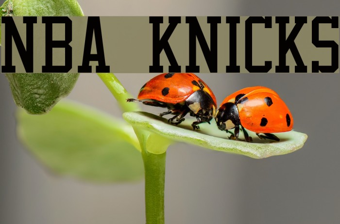 NBA Knicks Font examples