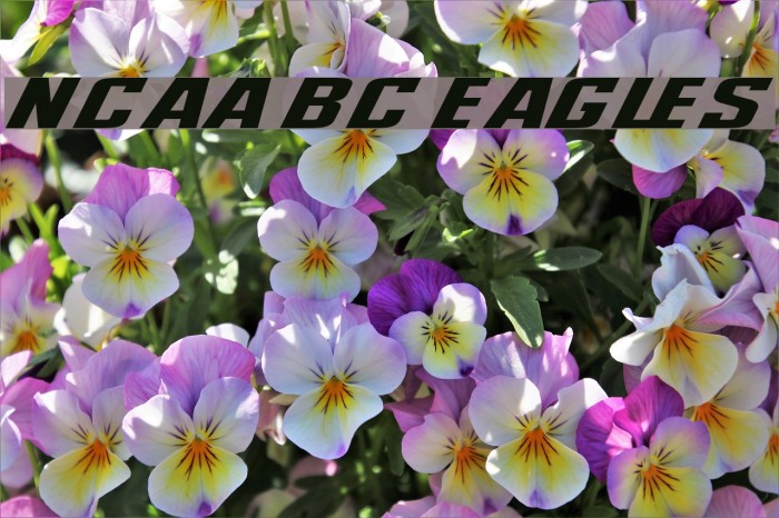 NCAA BC Eagles Font examples