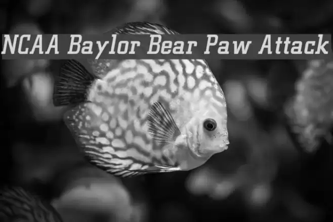 NCAA Baylor Bear Paw Attack Font examples