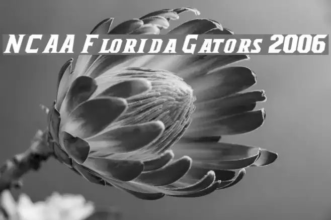 NCAA Florida Gators 2006 Font examples