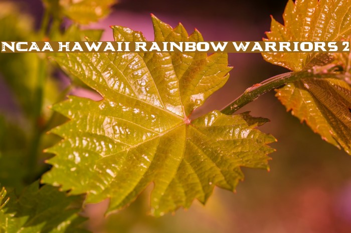 NCAA Hawaii Rainbow Warriors 2 Example 2