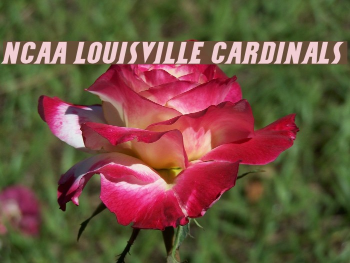 NCAA Louisville Cardinals Font examples