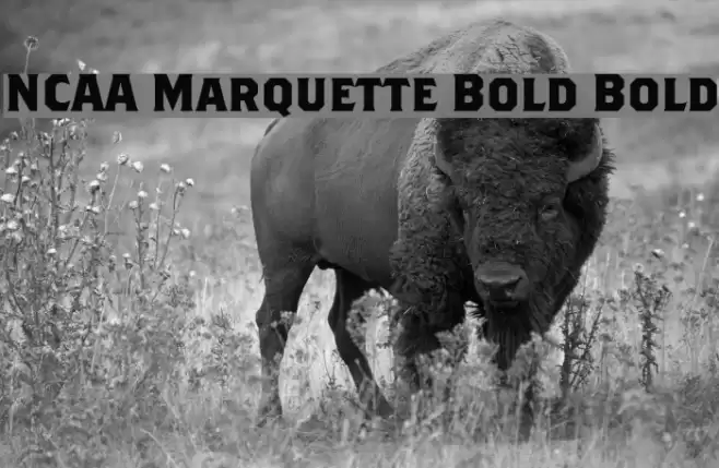 NCAA Marquette Bold Bold Font examples