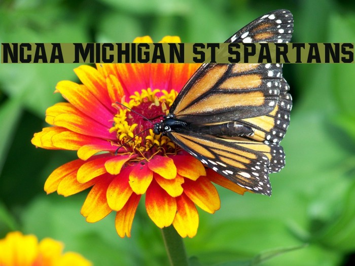 NCAA Michigan St Spartans Font examples
