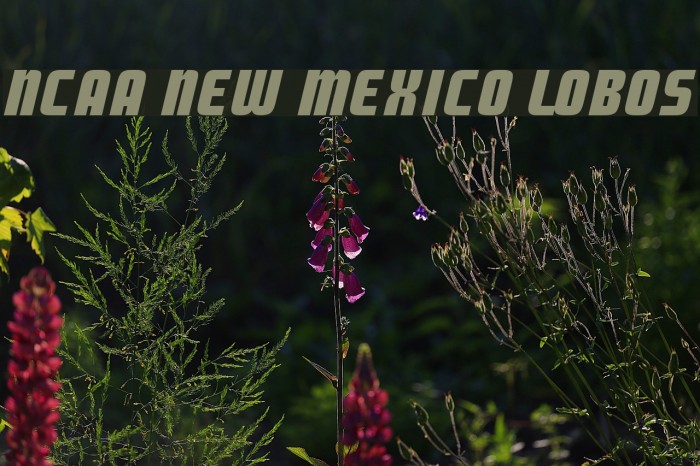 NCAA New Mexico Lobos Font examples