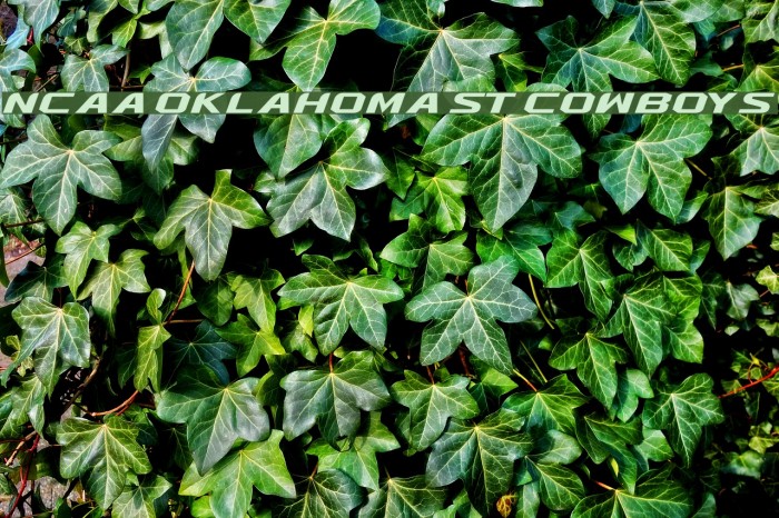 NCAA Oklahoma St Cowboys フォント examples