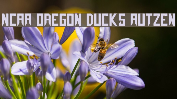 NCAA Oregon Ducks Autzen Font examples