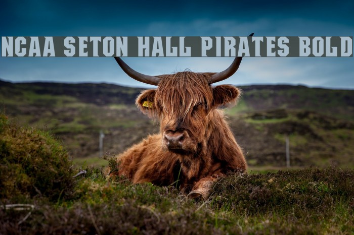 NCAA Seton Hall Pirates Bold Example 3