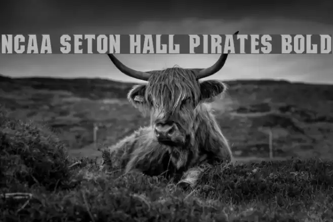 NCAA Seton Hall Pirates Bold Font examples